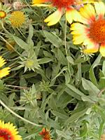 Gaillardia aristata (fam Asteracees) (Amerique du nord) (3) (Photo F. Mrugala)